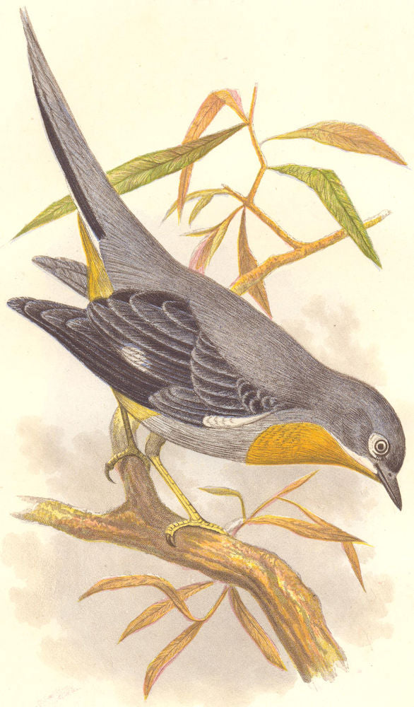 SEARCHER. Tree Climber. Whiskered Fantail c1870 old antique print picture